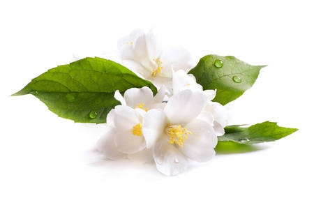 jasmine white flower isolated on white background Фото со стока