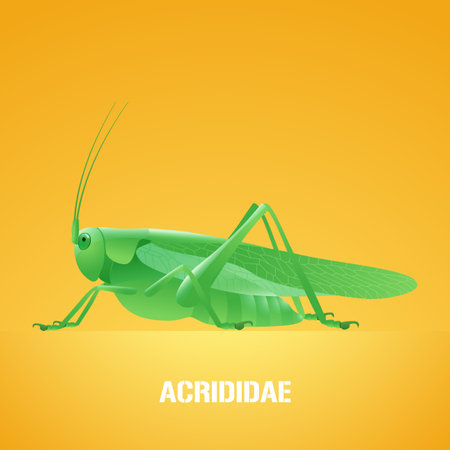 トノサマバッタ イナゴ バッタの緑色の昆虫のリアルなベクター イラストです 農業農地 牧草地の渡り鳥害虫昆虫 殺虫剤のポスターのためのラテン記号と設計要素のパンフレット のイラスト素材 ベクタ Image