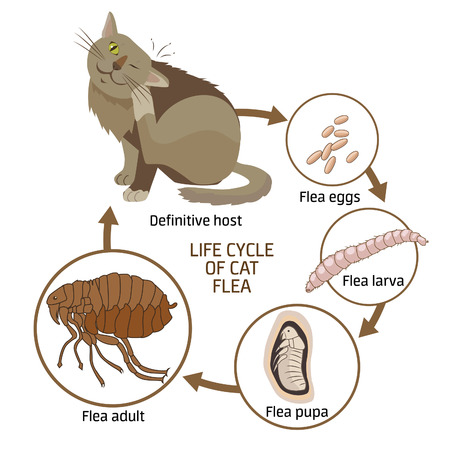 Life Cycle Of Cat Flea Vector Illustration. The Spread Of Infection Diseases. Fleas Animals: Life Cycle Stages Of Development. Veterinary Medicine: Sick Cat. Sick Cat Symptoms. Sick Cat Diagnosis. Illustration
