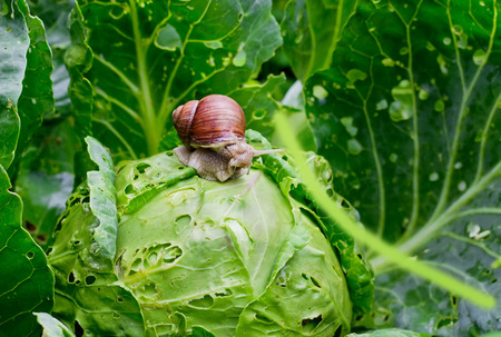 Garden snail Helix aspersa is sitting on cabbage in the gardenn, leaves with holes, eaten by pests