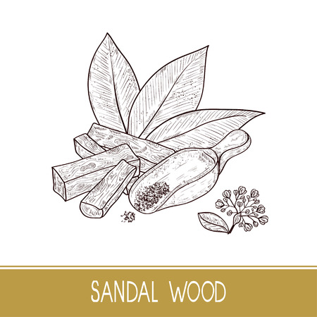 Sandalwood Drawing Cliparts, Stock Vector and Royalty Free