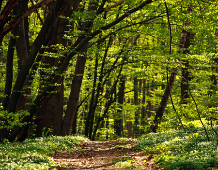 trail background