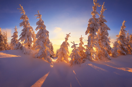 christmas landscape fabulous winter forest with snow covered christmas landscape light