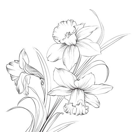 水仙の花または白で隔離され水仙 イラスト のイラスト素材 ベクタ Image 水仙の花または白で隔離され水仙 イラスト のイラスト素材 ベクタ Image