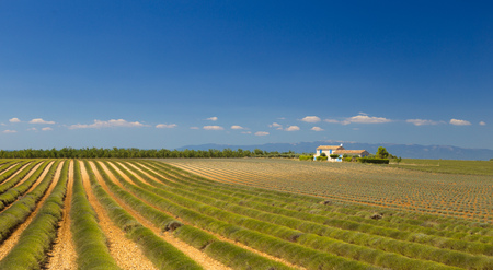 収穫後のラベンダー畑 青空とラベンダー茂みのトリムの茎 収穫後フィールドでラベンダーの植物のまっすぐな列 プロヴァンス地方での撮影 の写真素材 画像素材 Image 収穫後のラベンダー畑 青空とラベンダー茂みのトリムの茎 収穫後フィールドでラベンダーの植物のまっすぐな列 プロヴァンス地方での撮影 の写真素材 画像素材 Image