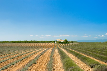 収穫後のラベンダー畑 青空とラベンダー茂みのトリムの茎 収穫後フィールドでラベンダーの植物のまっすぐな列 プロヴァンス地方での撮影 の写真素材 画像素材 Image 収穫後のラベンダー畑 青空とラベンダー茂みのトリムの茎 収穫後フィールドでラベンダーの植物のまっすぐな列 プロヴァンス地方での撮影 の写真素材 画像素材 Image