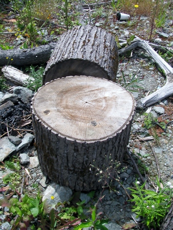 tree stumps and discarded coffee cup stock photo picture and