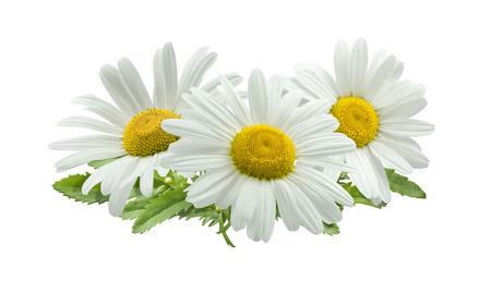 3 chamomile composition isolated on white background as package design element