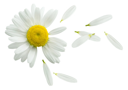 Chamomile flower flying petals, guess on daisy, isolated on white background as poster design element - 42846642