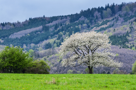 美しい春の風景です 白い花の素敵な牧草地の緑の草の上の桜の木 背景の青い空と威厳林 壁紙をモンタージュのためのスペースで の写真素材 画像素材 Image