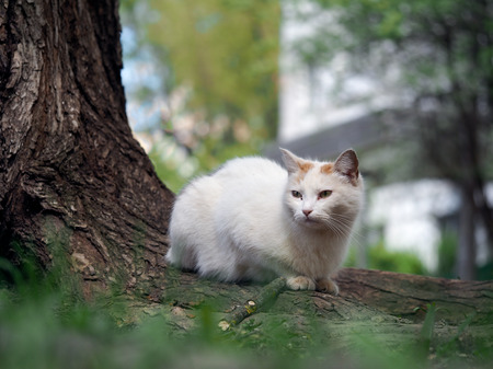 ホームレス 汚い通りの猫はアスファルトの上で横になっています 都市の浮遊動物の問題 の写真素材 画像素材 Image