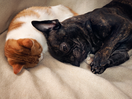 猫抱き猫の手で寝ている犬 動物の気持ちの見事なディスプレイ の写真素材 画像素材 Image
