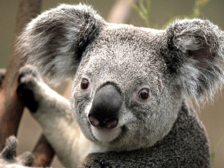 Close Up Image Of A Koala Holding On The Tree Trunk Stock Photo Picture And Royalty Free Image Image