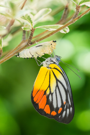 butterfly: Đẹp bướm xuất hiện từ một cái kén Kho ảnh