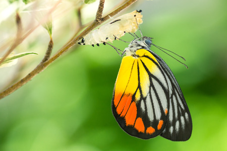 butterfly: Đẹp bướm xuất hiện từ một cái kén Kho ảnh
