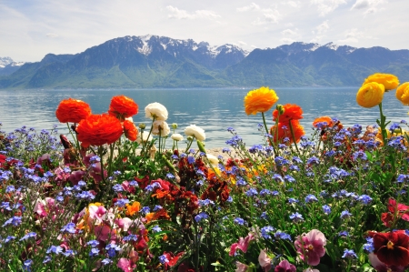 flower scenery stock photos royalty free flower scenery images