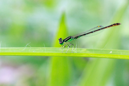 青いトンボ 緑の葉 ニカラグア中央アメリカのいととんぼ Argia Extranea の写真素材 画像素材 Image 0240 青いトンボ 緑の葉 ニカラグア中央アメリカのいととんぼ Argia Extranea の写真素材 画像素材 Image 0240