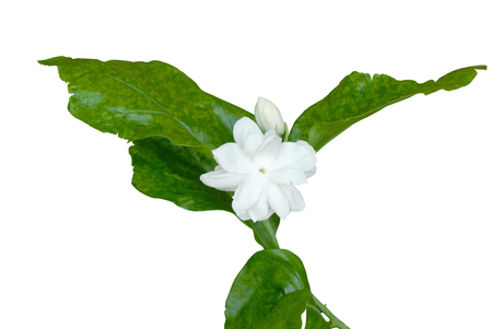 Jasmine flower isolated on white background