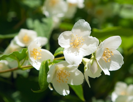 a branch of jasmine on a bed Фото со стока