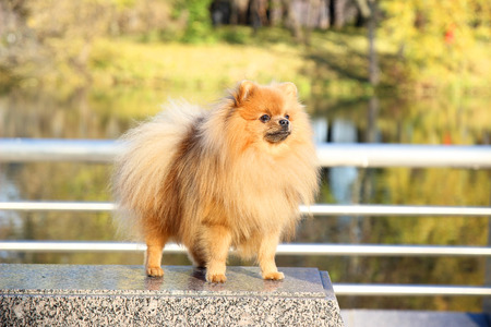 ポメラニアン犬面白い秋のポメラニアン犬 秋の公園の犬 深刻な犬 かわいい犬 の写真素材 画像素材 Image ポメラニアン犬面白い秋のポメラニアン犬 秋の公園の犬 深刻な犬 かわいい犬 の写真素材 画像素材 Image