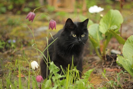 black cat Stock Photo