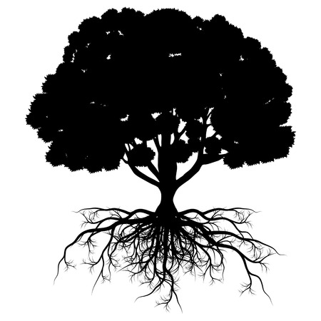tree roots