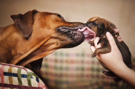 犬舐める彼女の新生児かわいい子犬 の写真素材 画像素材 Image 犬舐める彼女の新生児かわいい子犬 の写真素材 画像素材 Image