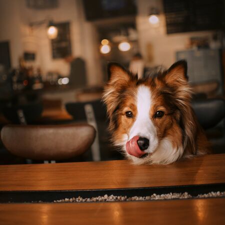 Beautiful Red And White Border Collie Dog In A Cafe Stock Photo