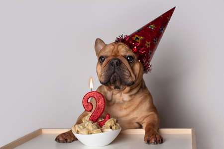 French bulldog dog celebrating his birthday with a bowl of dumplings