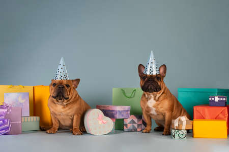 Two french bulldog dogs celebrating a birthday