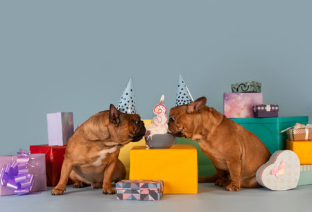 Two french bulldog dogs celebrating a birthday Фото со стока