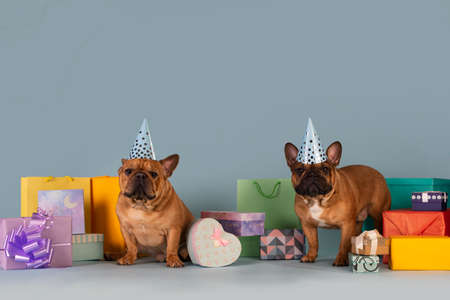Two french bulldog dogs celebrating a birthday