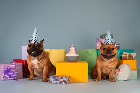 Two french bulldog dogs celebrating a birthday Фото со стока