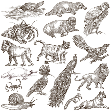 ANIMAL イラスト集 （動物イラスト集 | プレミアムベクター）