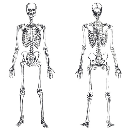 front and back skeleton isolated over white background royalty free