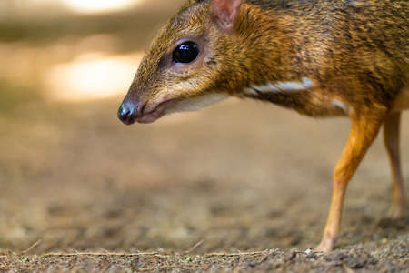 Woodland Baby Animals Stock Photos And Images 123rf Woodland Baby Animals Stock Photos And Images 123rf