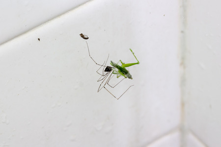 writing spiders stock photos writing