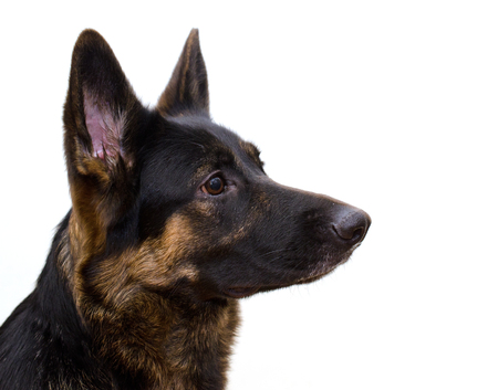 かわいいジャーマン シェパードでその頭 犬の目に白 選択的な焦点分離 左側に Copyspace の傾斜 の写真素材 画像素材 Image かわいいジャーマン シェパードでその頭 犬の目に白 選択的な焦点分離 左側に Copyspace の傾斜 の写真素材 画像素材 Image