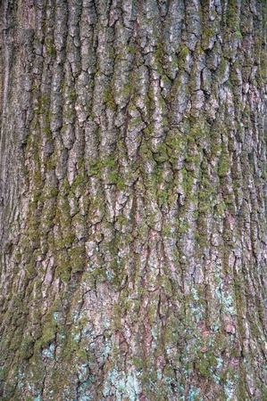 緑の苔 苔 白い雪が付いたオークの樹皮のレリーフテクスチャ 樹木樹皮テクスチャのイメージ の写真素材 画像素材 Image