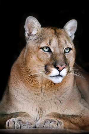 Puma Foto's, Afbeeldingen En Stock Fotografie 123RF Puma Foto's, Afbeeldingen En Stock Fotografie 123RF