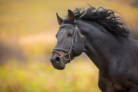 Black Beauty Stock Photos and Images - 123RF