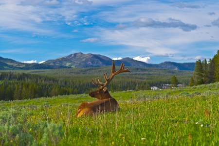 美しい雄大な野生の雄のエルク イエローストーン国立公園 の写真素材 画像素材 Image 美しい雄大な野生の雄のエルク イエローストーン国立公園 の写真素材 画像素材 Image