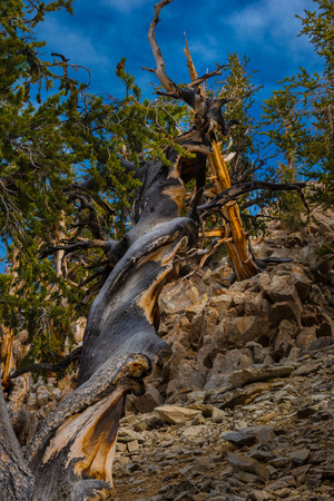 毛コーン パイン インヨー国立森林白い山 の写真素材 画像素材 Image 毛コーン パイン インヨー国立森林白い山 の写真素材 画像素材 Image