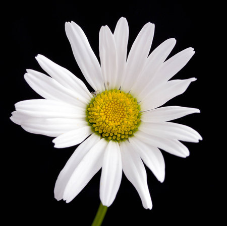 white daisy flower against black background stock photo picture and
