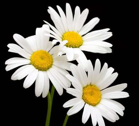 white daisy flower against black background stock photo picture and