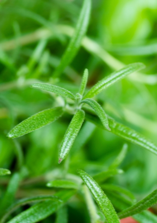 ローズマリーは香り 常緑 針のような葉を持つ木質 多年生ハーブおよび家禽 ポーク ラム肉 米 トマトと卵の料理の味に慣れて の写真素材 画像素材 Image ローズマリーは香り 常緑 針のような葉を持つ木質 多年生ハーブおよび家禽 ポーク ラム肉 米 トマトと卵の料理の味に慣れて の写真素材 画像素材 Image
