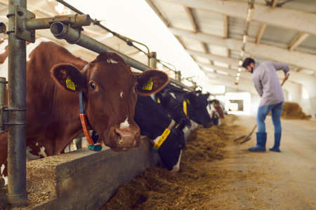 Young man works hard on a dairy farm throwing hay to cows standing in a row in the stable. herd of cows eating hay in cowshed on dairy farm. modern livestock business.