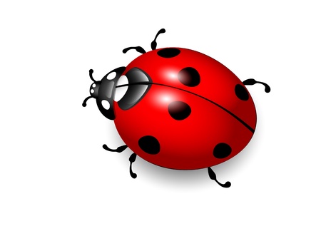 Ladybird  Vector illustration of ladybug on white background  Eps10 - 13187467