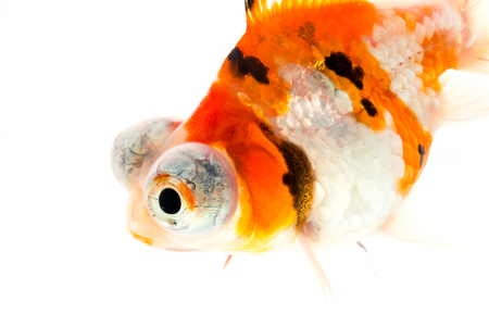 三毛猫ねこネコ望遠鏡目金魚 白い背景の上の金魚 の写真素材 画像素材 Image 三毛猫ねこネコ望遠鏡目金魚 白い背景の上の金魚 の写真素材 画像素材 Image