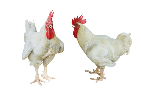 close up portrait white rooster chicken on white background stock